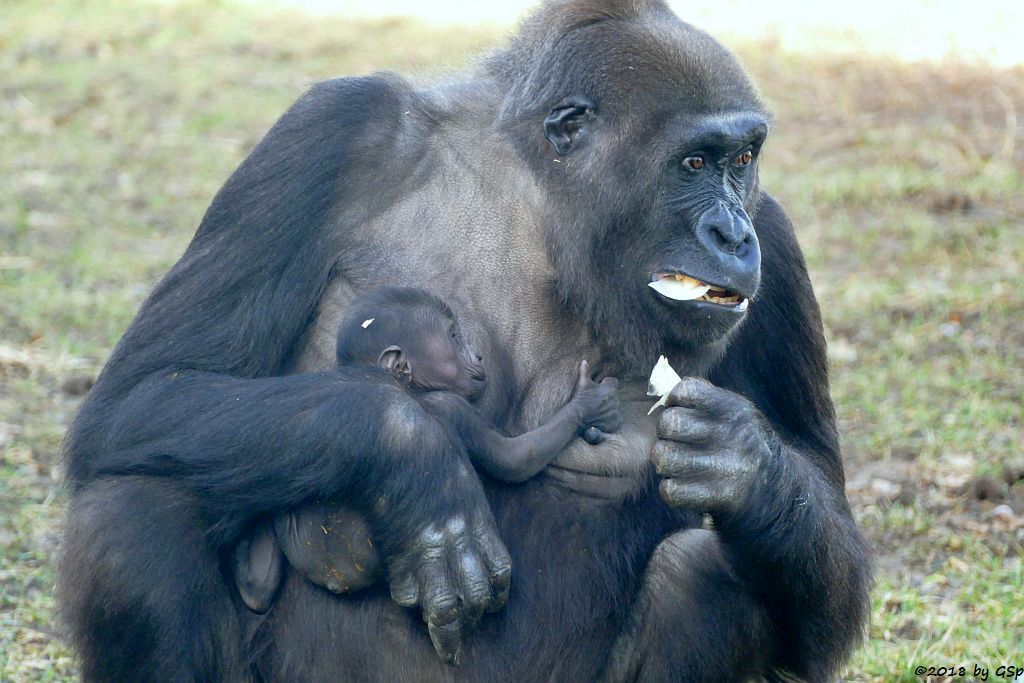 Flachlandgorilla TUANA mit Jungtier, geb. 11.1.18 (2 Wochen alt)