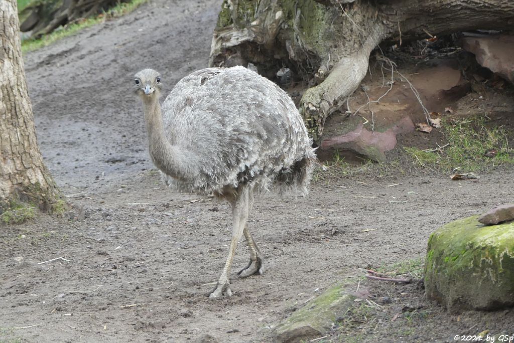 Darwinnandu (Kleiner Nandu, Darwinstrauß)