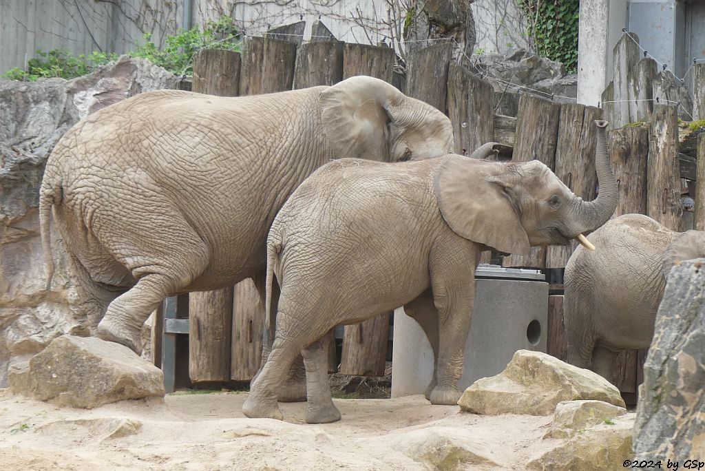 Elefanten Zoo Halle: PORI, TAMIKA, ELANI