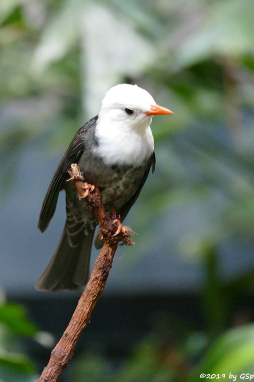 China-Rotschnabelbülbül (Weißkopf-Schwarzbülbül, Rotschnabel-Fluchtvogel)