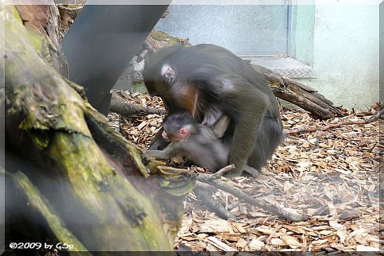 Mandrill, Jungtier geb. am 1.3.09 (30 Tage alt)