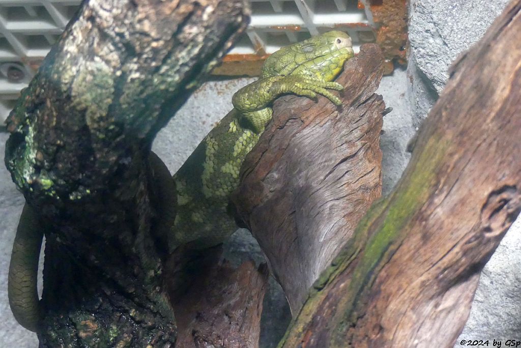 Zoo Halle: Wickelschwanzskink (Salomonen-Riesenskink, Wickelskink)