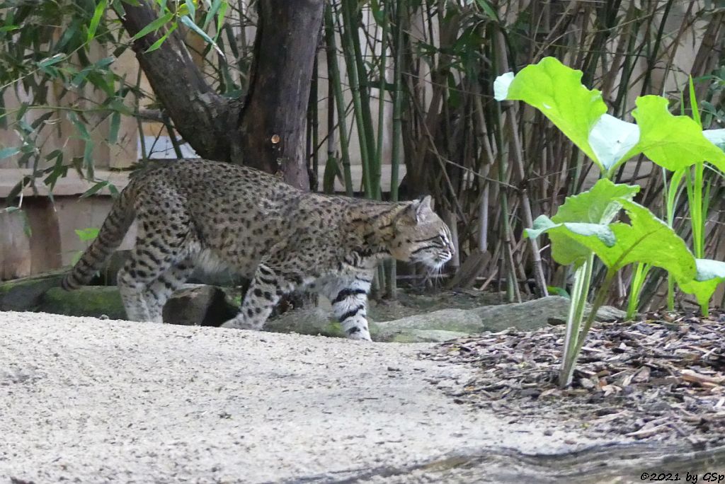 Kleinfleckkatze (Salzkatze, Geoffroy-Katze)