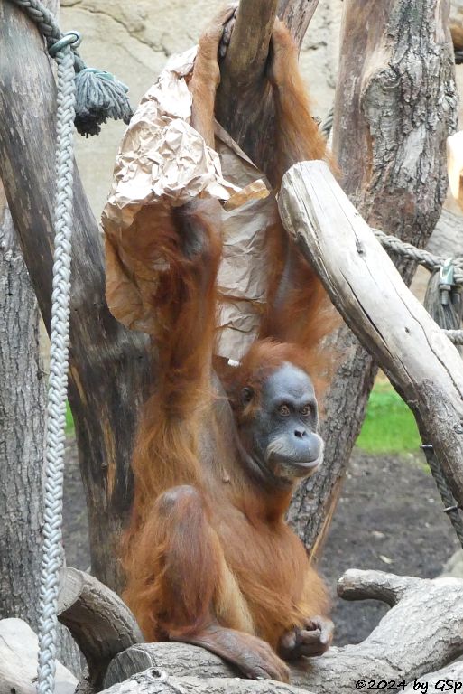 Sumatra-Orang-Utan