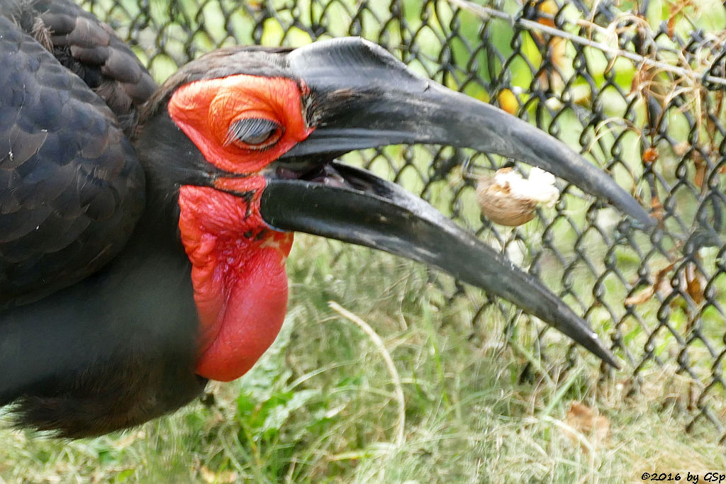 Südlicher Hornrabe (Kaffernhornrabe)