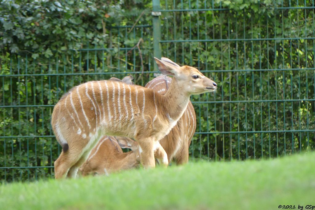 Nyala (Tieflandnyala, Flachlandnyala)