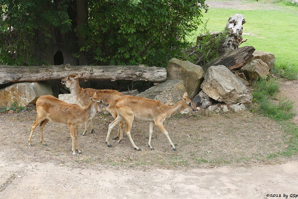 Weißnacken-Moorantilope (Mrs. Grays Wasserbock)