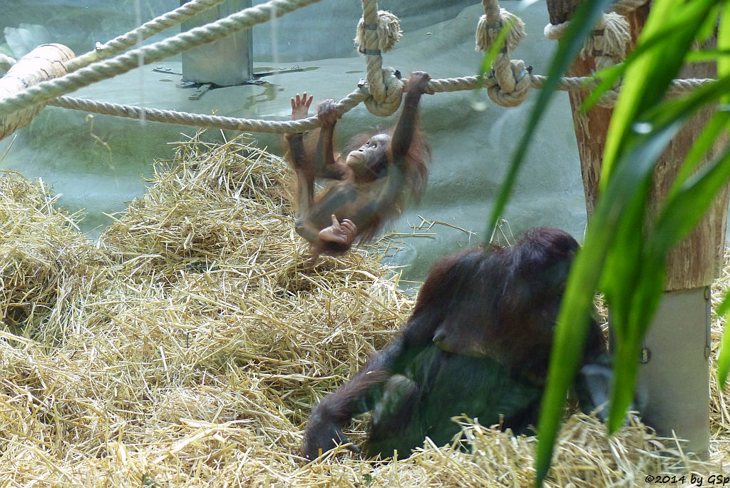 Borneo-Orang-Utan CORI mit ihrer Tochter CIRI