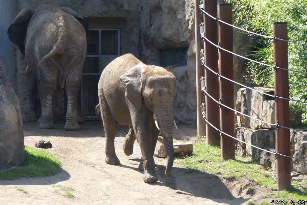 LILAK, KARIBA