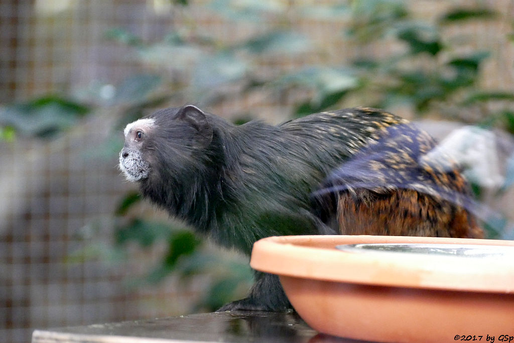 Schwarzmanteltamarin (Wedell-Tamarin)