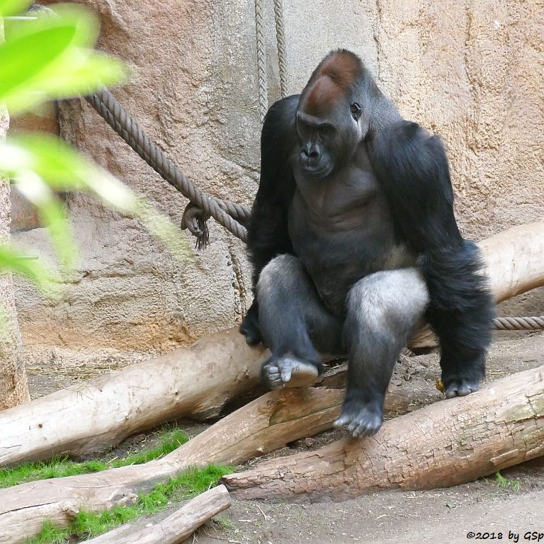Flachlandgorilla ABEEKU
