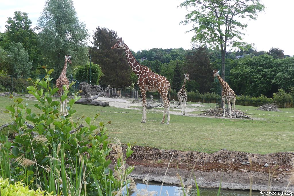 Netzgiraffe, Rothschildgiraffe (Uganda-Giraffe, Baringo-Giraffe)