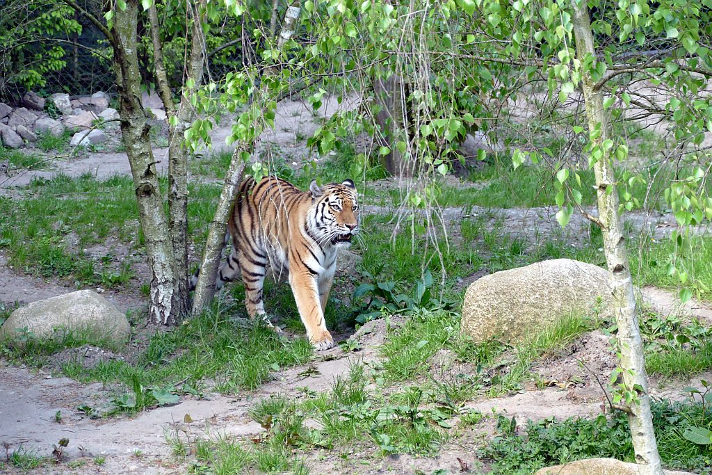 Sibirische Tigerin MARUSCHKA