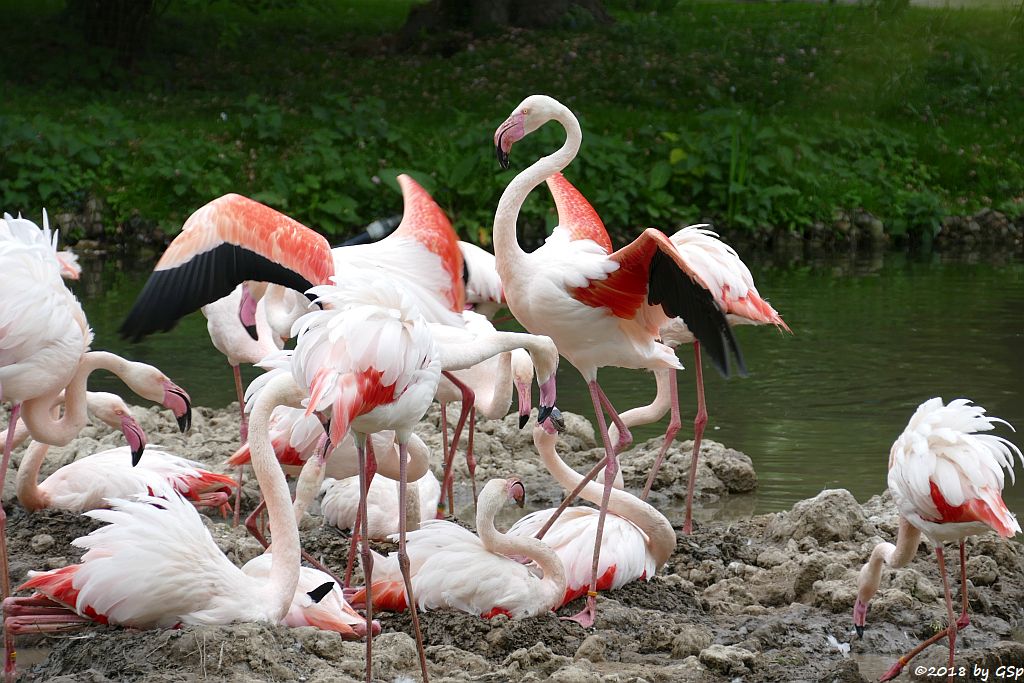 Rosaflamingo (Europäischer Flamingo)