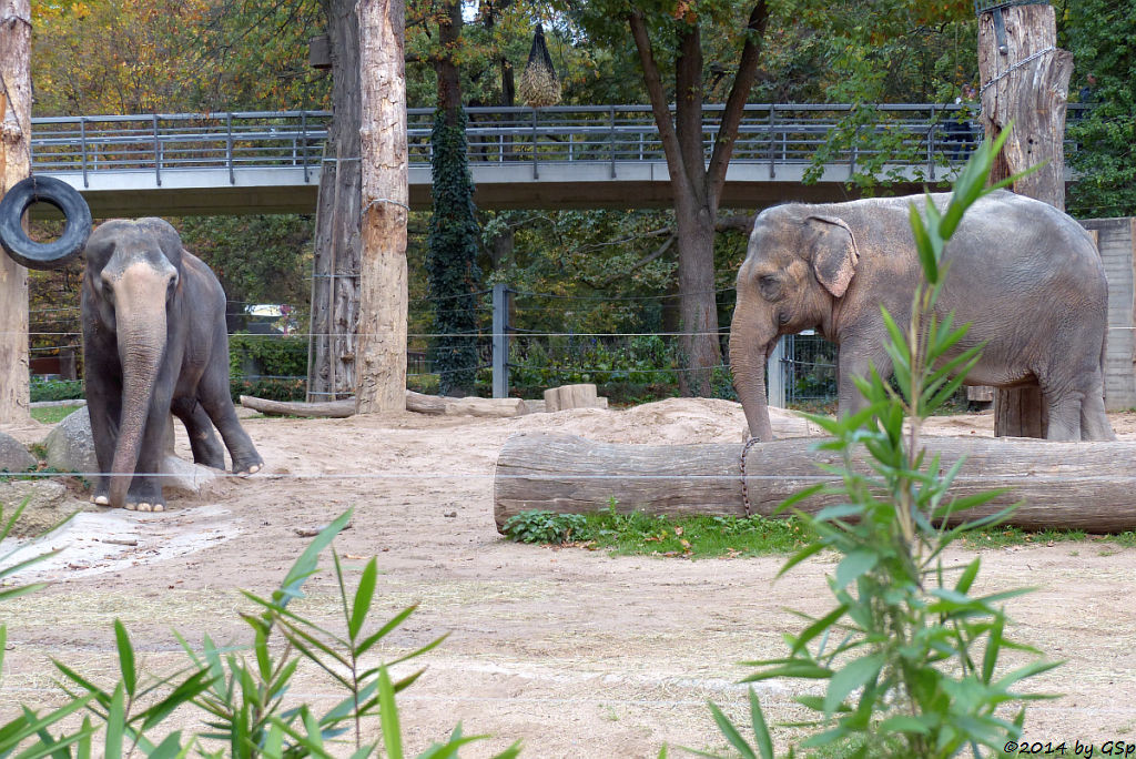 Asiatischer Elefant RANI und SHANTI