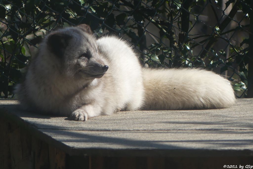 Polarfuchs (Eisfuchs, Blaufuchs)