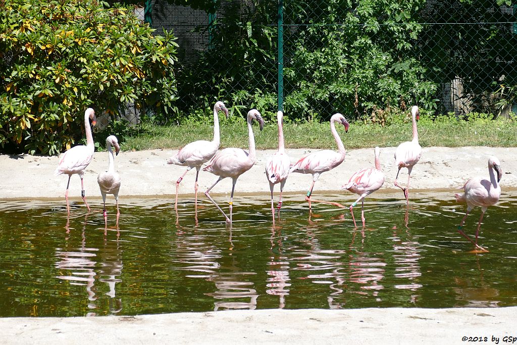 Zwergflamingo