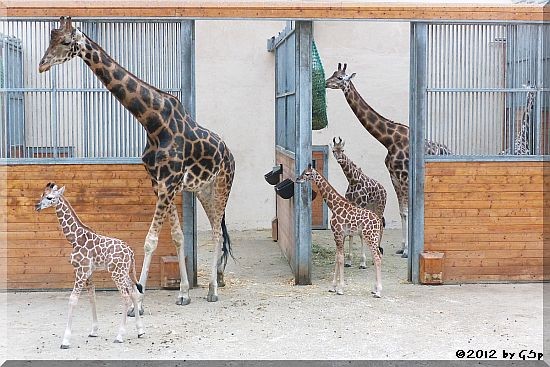 Rothschild-Giraffe MELMAN, LARA und KALOU