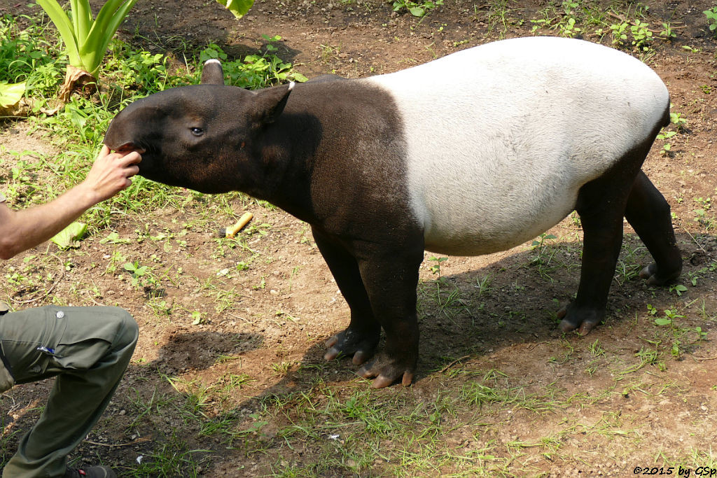 Schabrackentapir