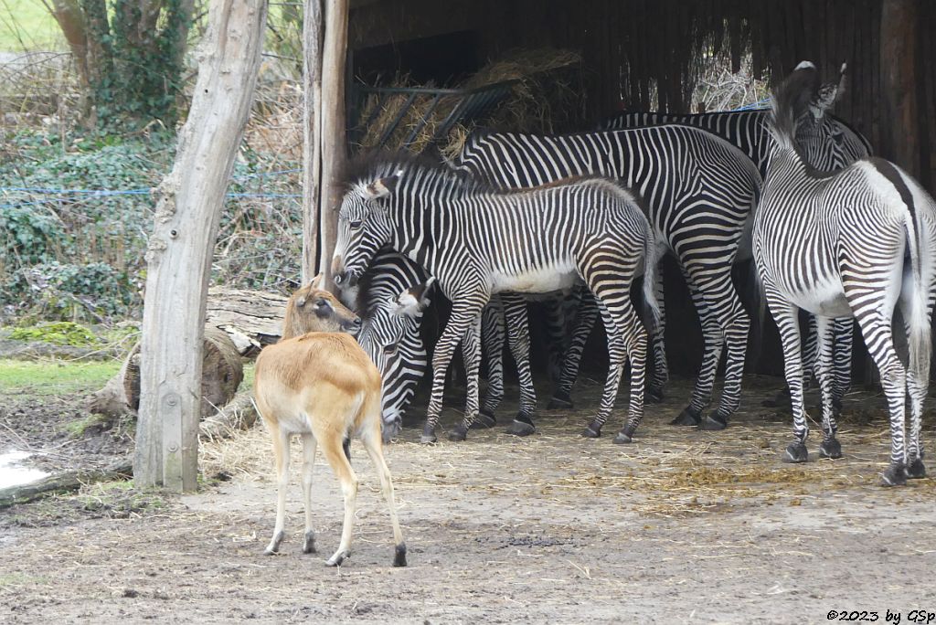 Weißnacken-Moorantilope (Mrs. Grays Wasserbock), Grévy-Zebra