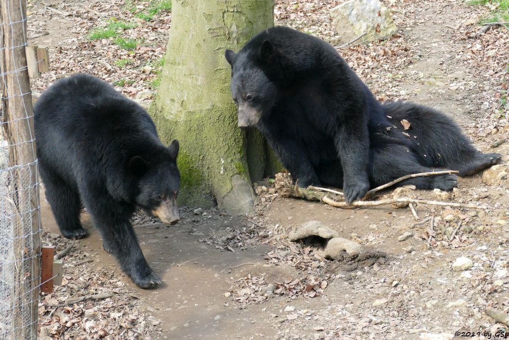 Baribal (Amerikanischer Schwarzbär)