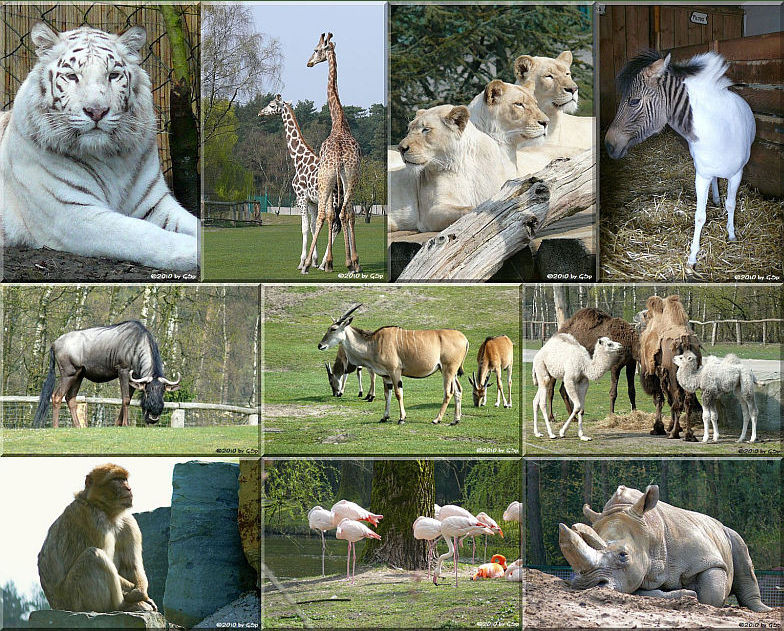 Safaripark Stukenbrock - 140 Fotos