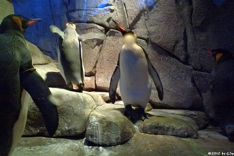 Königspinguin