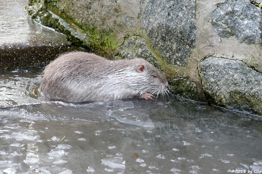 Nutria (Biberratte, Sumpfbiber)