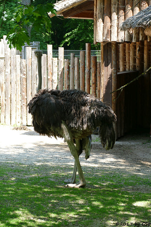 Südafrikanischer Blauhalsstrauß (Südstrauß)