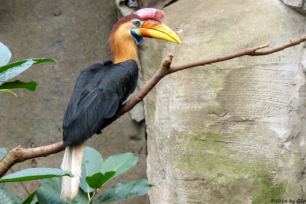 Helmhornvogel (Sulawesi-Hornvogel)