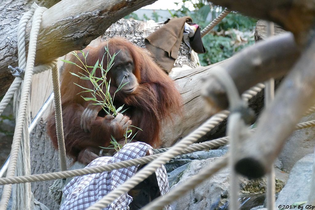 Sumatra-Orang-Utan