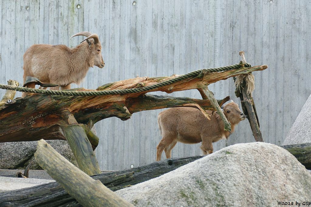 Mähnenspringer (Mähnenschaf)