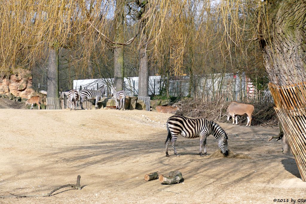 Elenantilope, Böhm-Steppenzebra (Grant-Zebra)