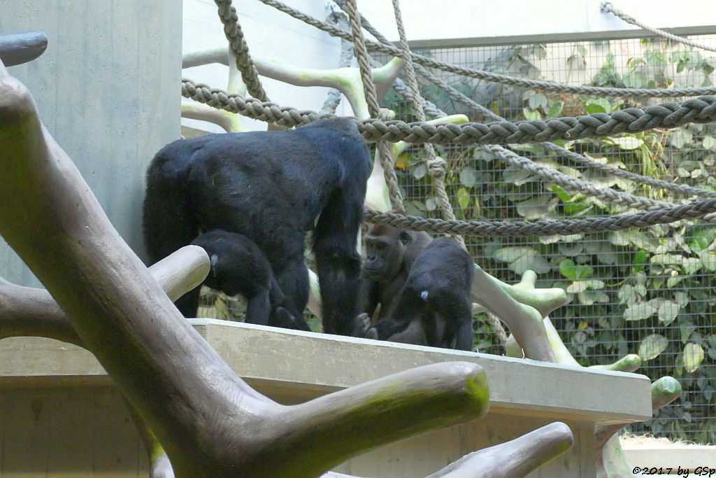 Flachlandgorilla