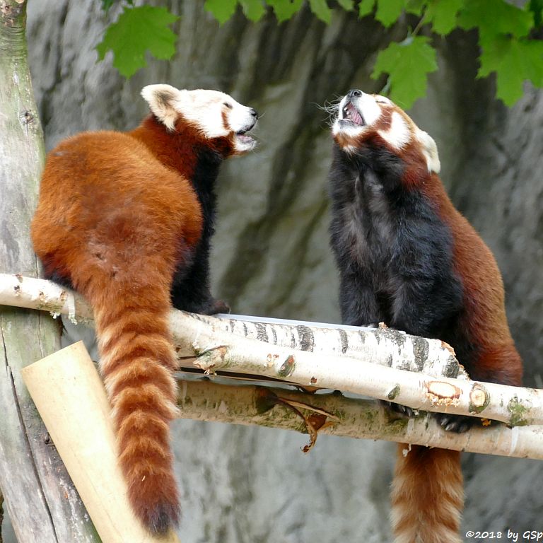 Westlicher Kleiner Panda (Westlicher Katzenbär, (Nepalesischer Katzenbär, Nepalesischer Roter Panda)