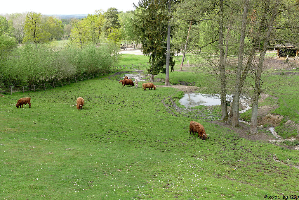 Schottisches Hochlandrind