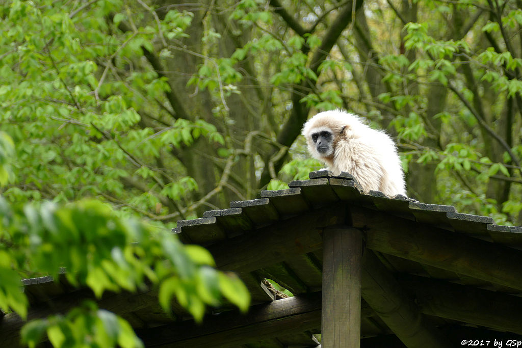 Weißhandgibbon (Lar)