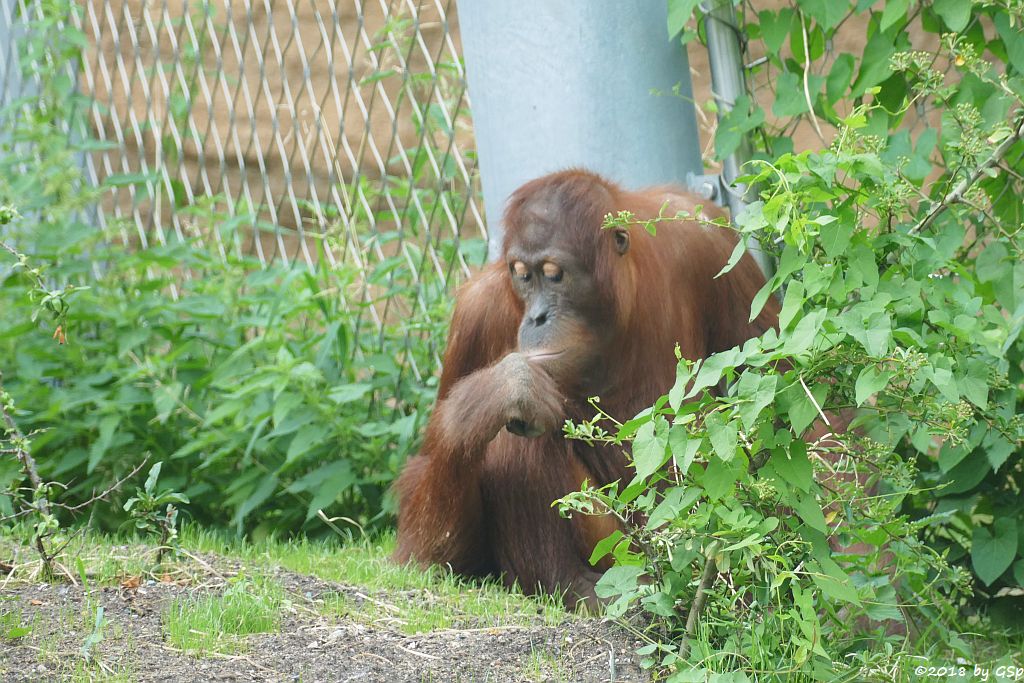 Sumatra-Orang-Utan INDAH