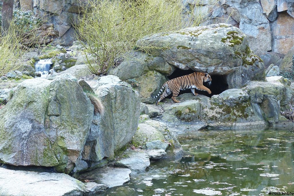 Hinterindischer Tiger
