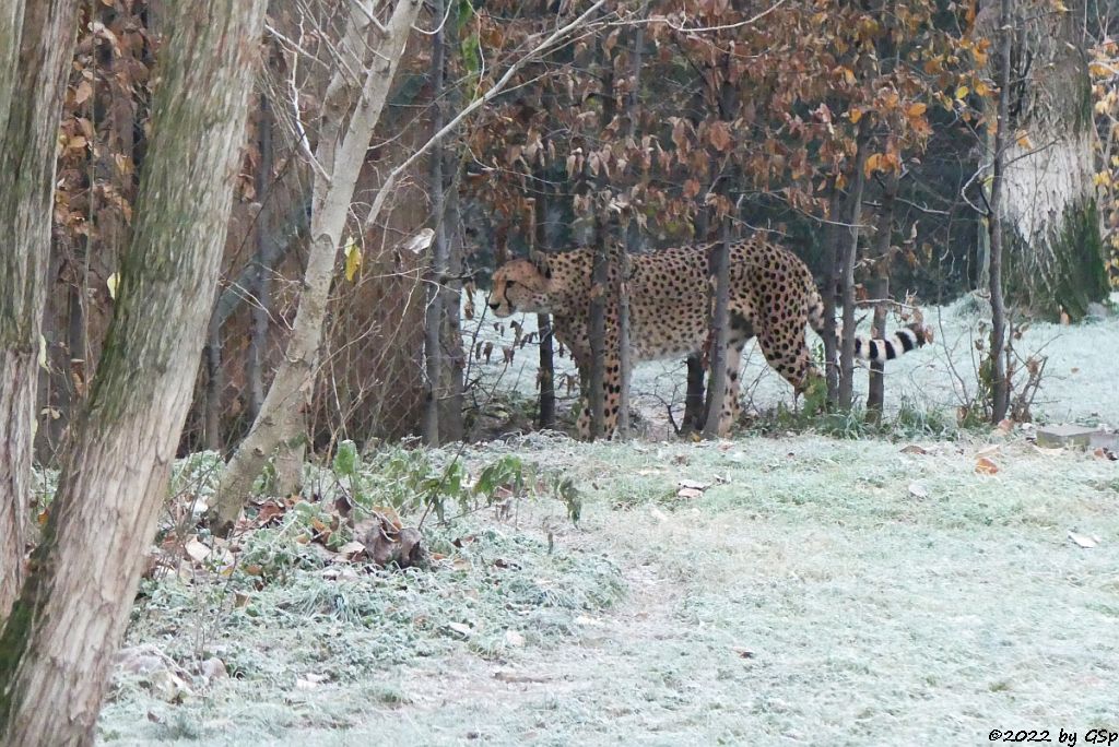 Südafrikanaischer Gepard