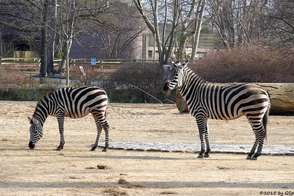 Böhm-Steppenzebra