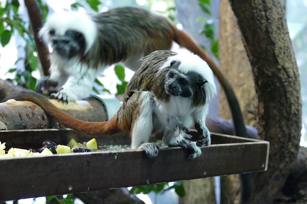 Lisztäffchen (Lisztaffe, Pinchéaffe)