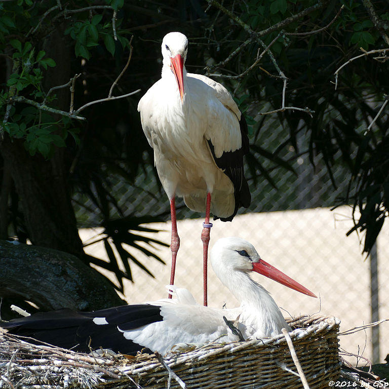 Weißstorch