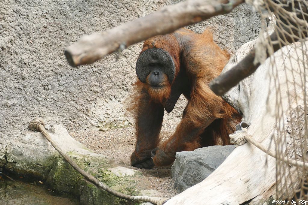 Sumatra-Orang-Utan TUAN