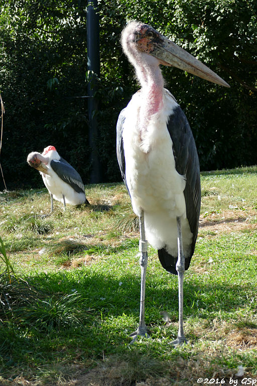 Marabu