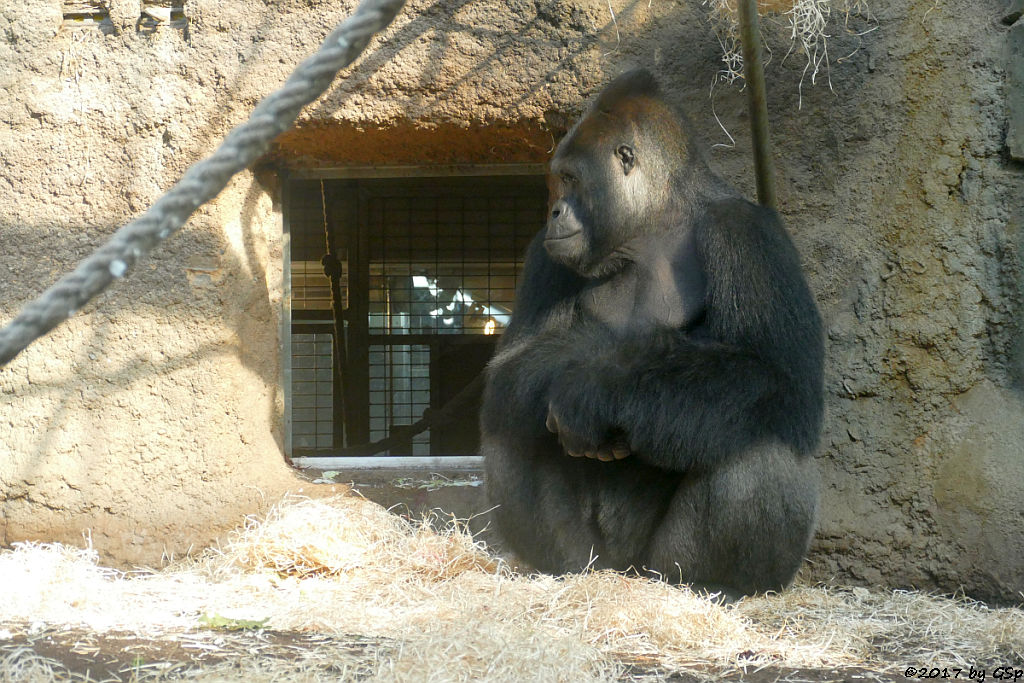 Flachlandgorilla VIATU