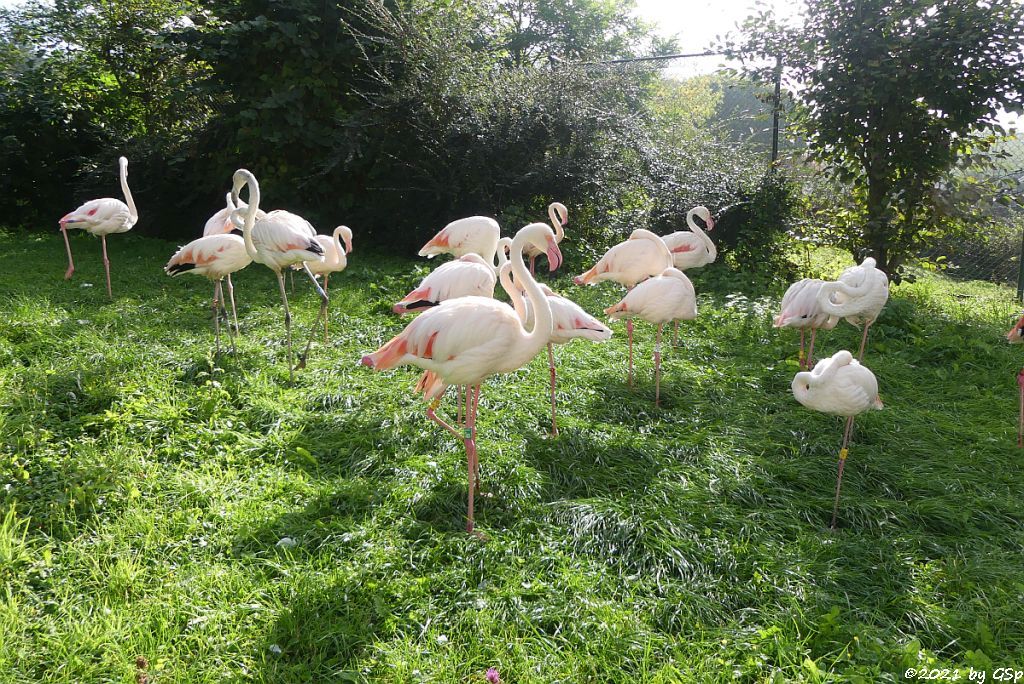 Rosaflamingo (Europäischer Flamingo, Rosenroter Flamingo)
