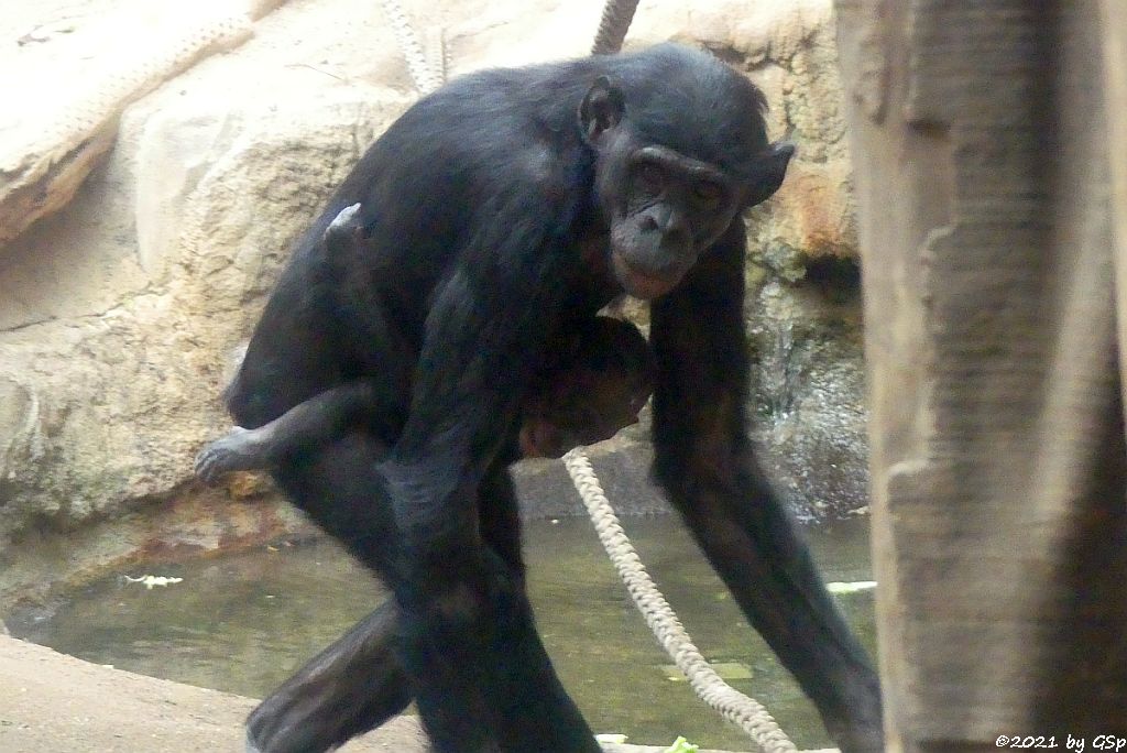 Bonobo (Zwergschimpanse)