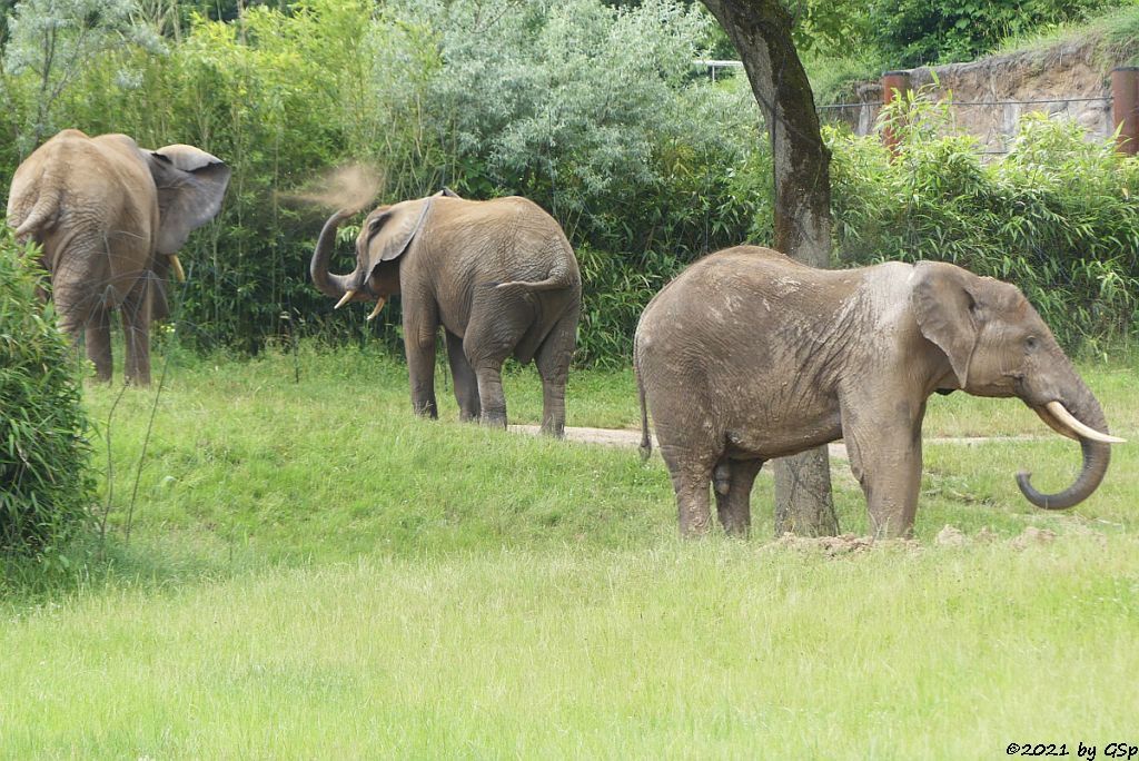 LILAK, KARIBA, TAMO