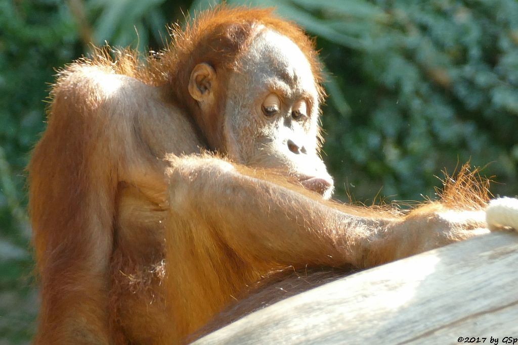 Sumatra-Orang-Utan BATAK, seit 8.8.17 in Hamburg